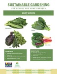 Sustainable Gardening for School and Home Gardens: Leafy Greens