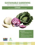 Sustainable Gardening for School and Home Gardens: Cabbage