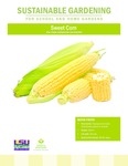 Sustainable Gardening for School and Home Gardens: Sweet Corn